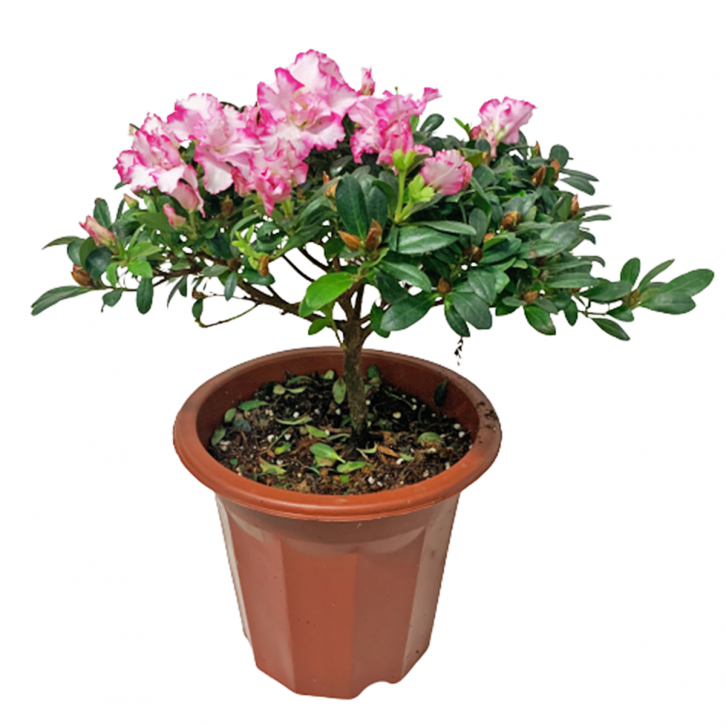 Pink Azalea 22cm(Ø) Pot 杜鹃花