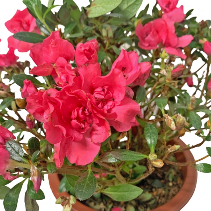 Red Azalea 22cm(Ø) Pot 杜鹃花