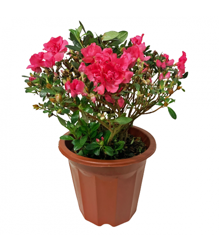 Red Azalea 22cm(Ø) Pot 杜鹃花