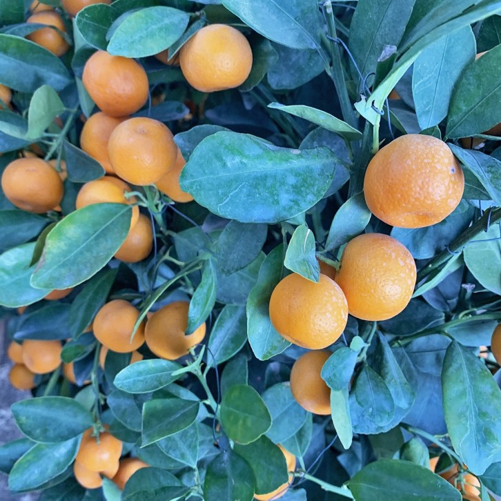 PREMIUM Kumquat 10