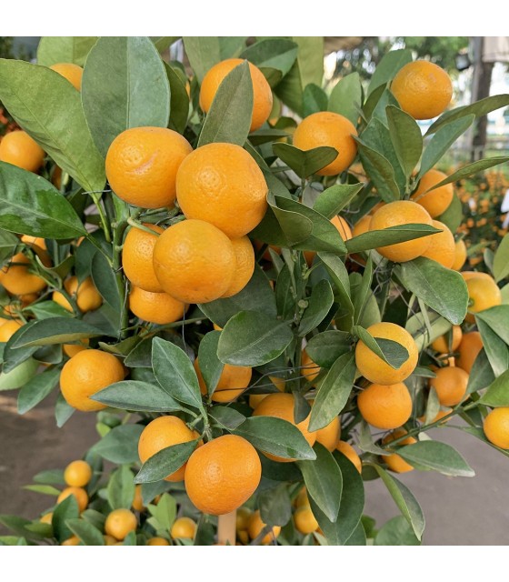 CNY Kumquat 四季桔