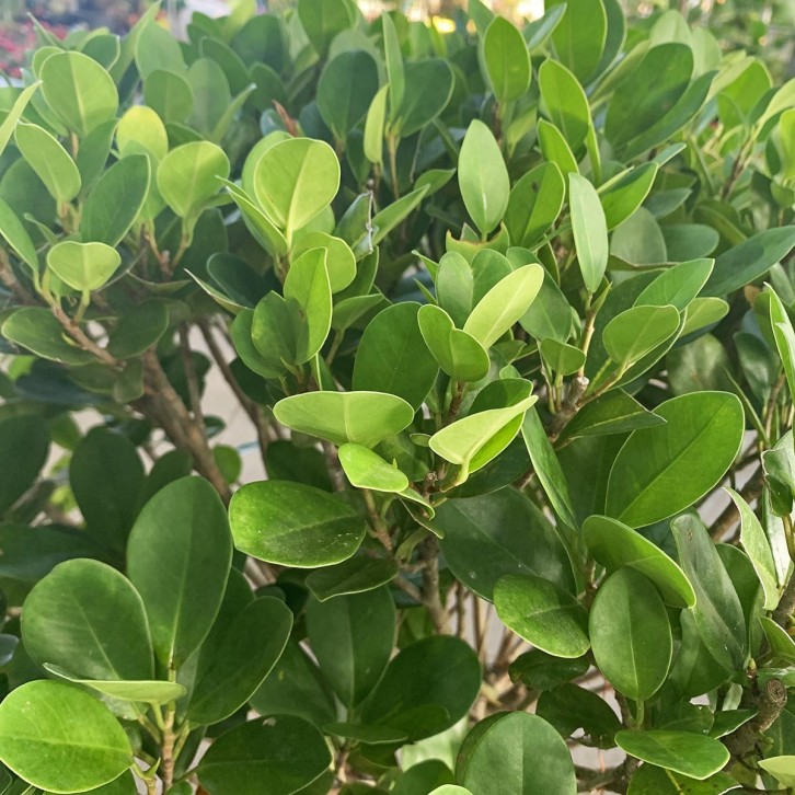 Ficus Microcarpa (Indian Laurel Fig Tree)