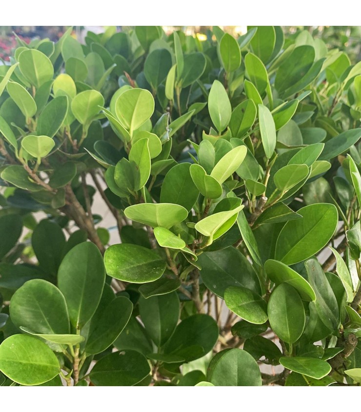 Ficus Microcarpa (Indian Laurel Fig Tree)