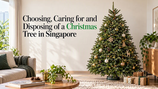 Nordmann fir Christmas tree in a Singapore living room