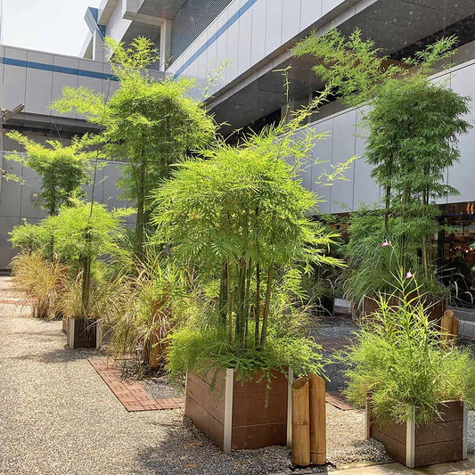 2019 Bamboo Garden