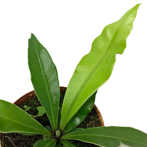 Asplenium Nidus
