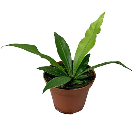 Asplenium Nidus