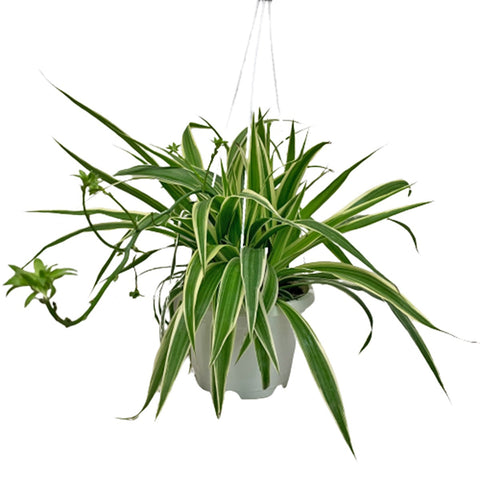 Chlorophytum Comosum - White Edge (Spider Plant)