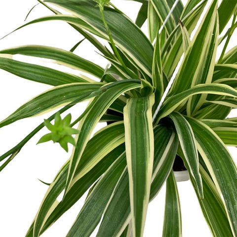 Chlorophytum Comosum - White Edge (Spider Plant)