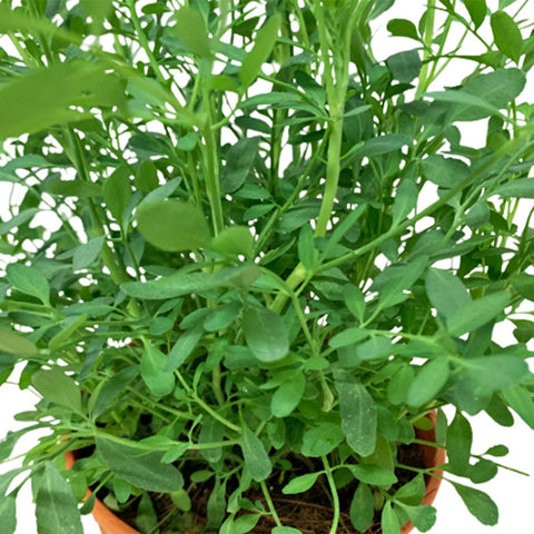 Common Rue 臭草 (Ruta Graveolens)