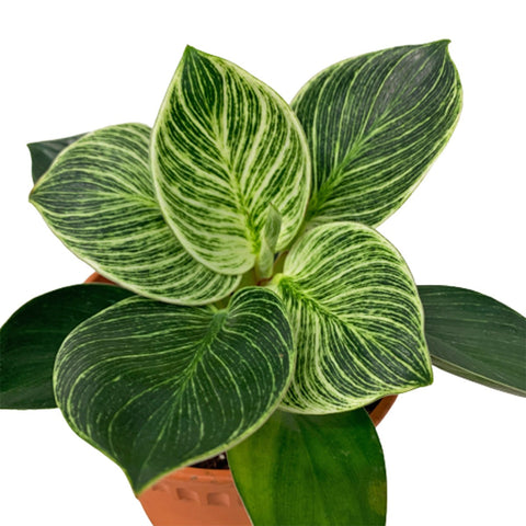 Philodendron Birkin