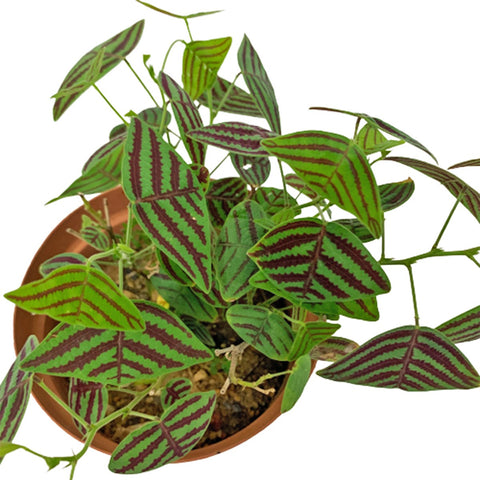 Christia Obcordata (Swallow Tail)