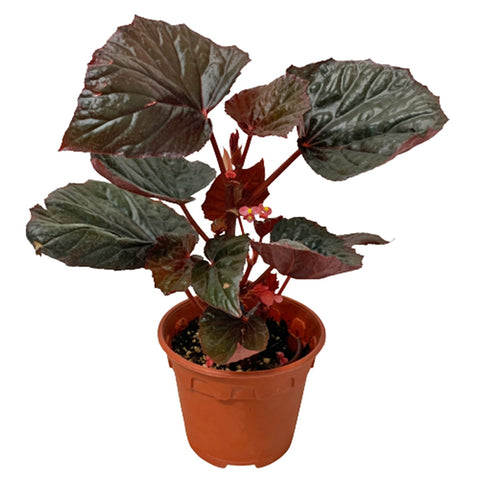 Begonia Burning Bush