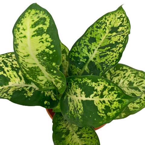 Dieffenbachia Compacta (Dumbcane)