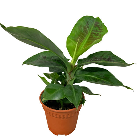 Musa Oriental (Ornamental Banana)