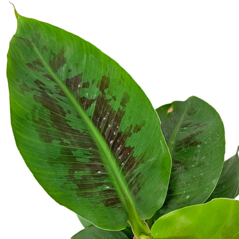 Musa Oriental (Ornamental Banana)