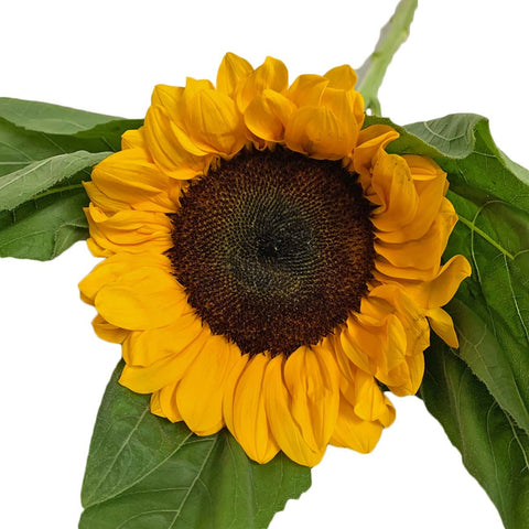 FreshCut Sunflower