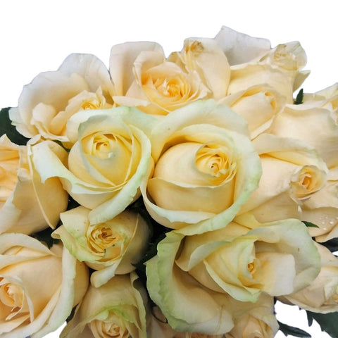 FreshCut Rose