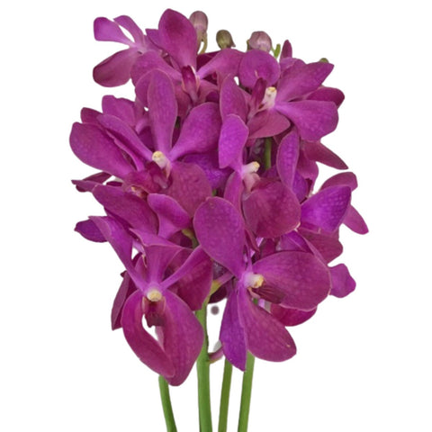 FreshCut Orchids