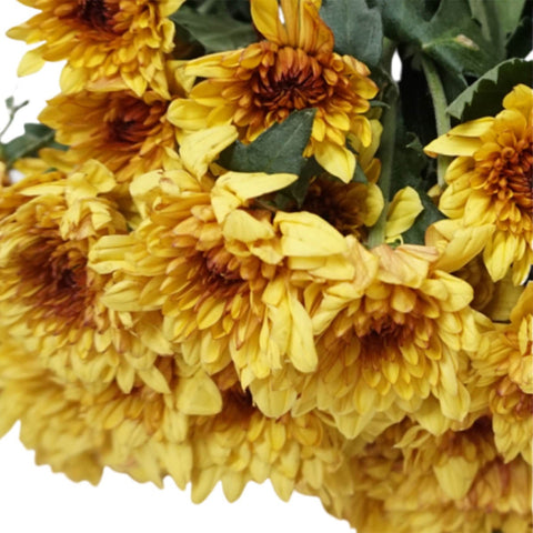 FreshCut Chrysanthemum Pom Pom