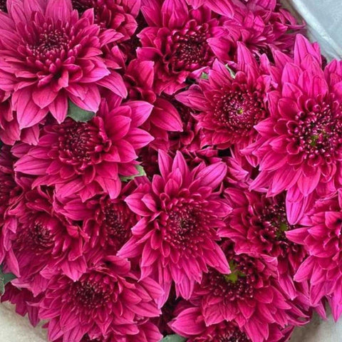 FreshCut Chrysanthemum Pom Pom