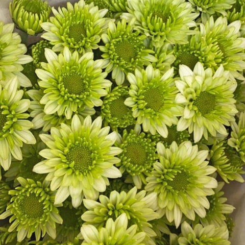 FreshCut Chrysanthemum Pom Pom