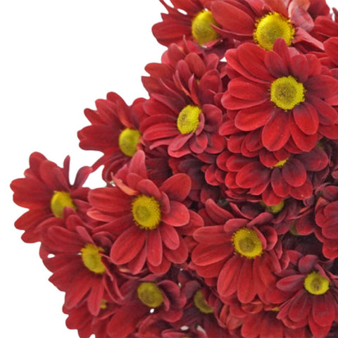 FreshCut Chrysanthemum Pom Pom
