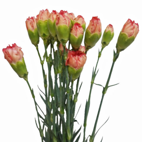 FreshCut Carnation