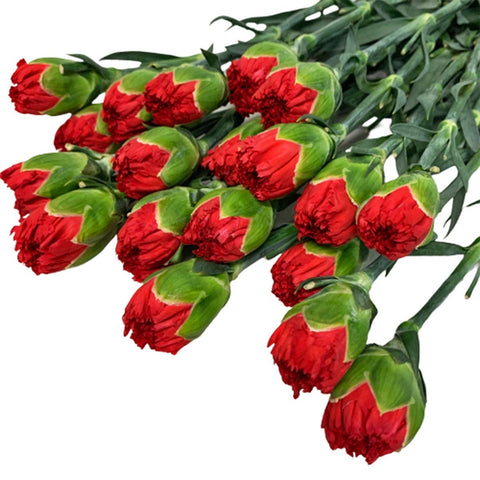 FreshCut Carnation