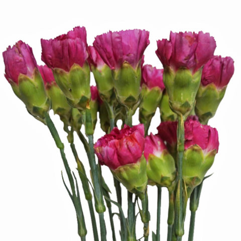 FreshCut Carnation