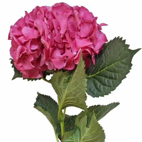 FreshCut Hydrangea