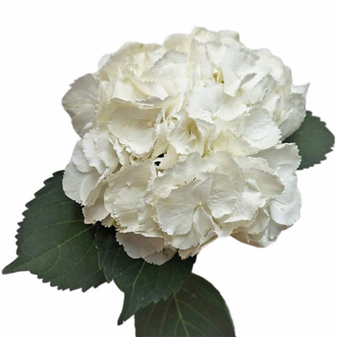 FreshCut Hydrangea