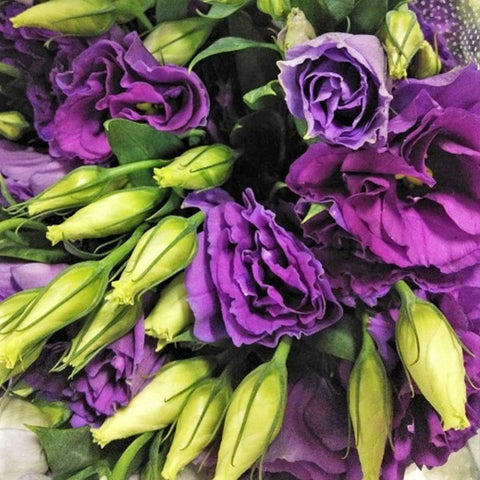 FreshCut Eustoma