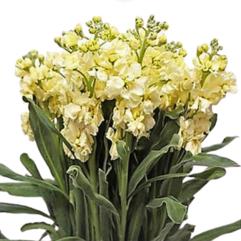 FreshCut Matthiola (ISP)