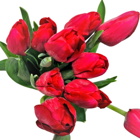 FreshCut Tulips