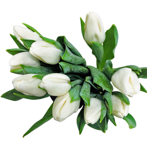 FreshCut Tulips