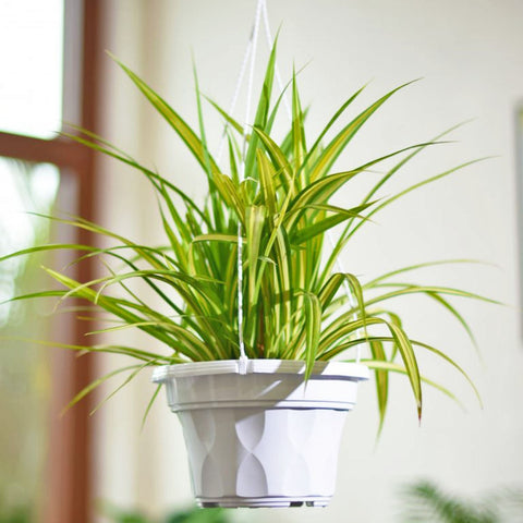 Plastic Planter Pot - SC Series (Baba)