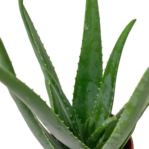 Aloe Vera 'Barbadensis Miller'