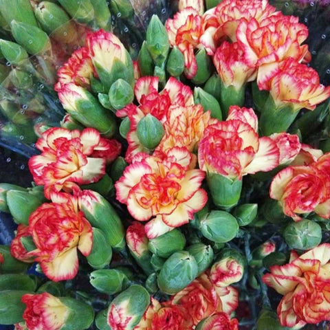 FreshCut Carnation Spray