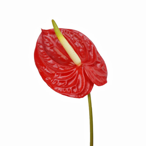 FreshCut Anthurium