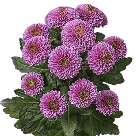 FreshCut Chrysanthemum Mini Pom Pom