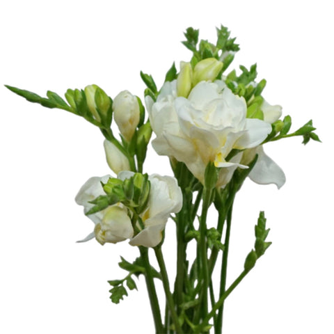 FreshCut Freesia