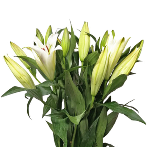 FreshCut Lily