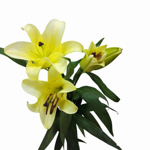 FreshCut Lily