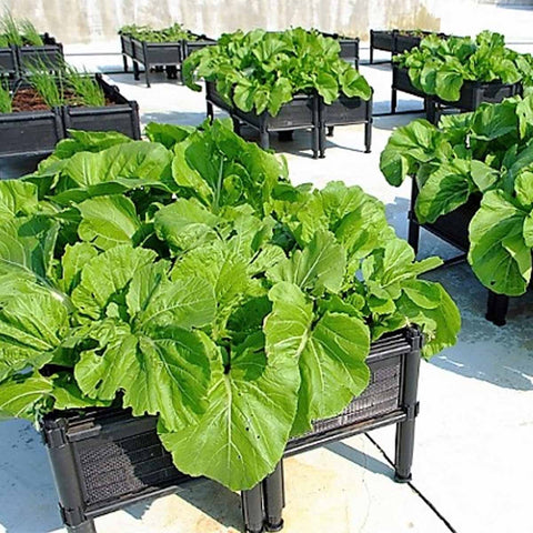 Garden Box GBU03 (Usagi)
