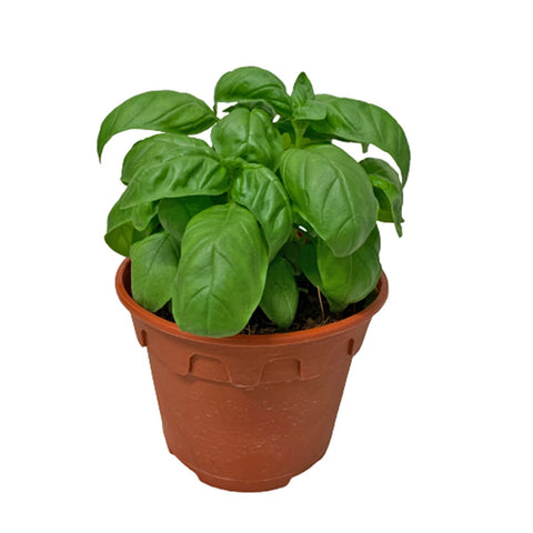 Sweet Basil 甜罗勒 (Ocimum Basilicum)