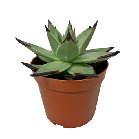 Echeveria Agavoides