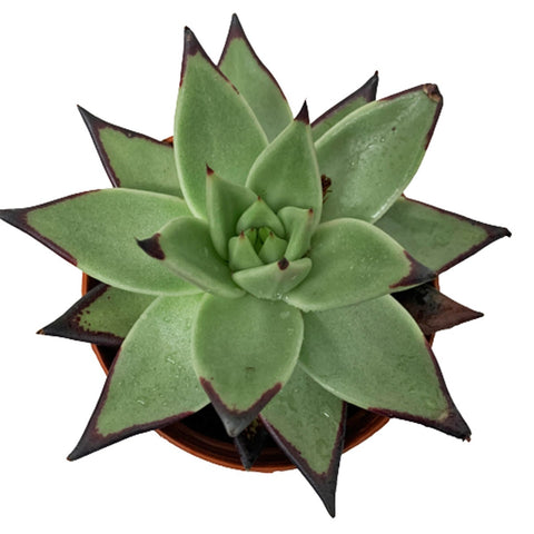 Echeveria Agavoides
