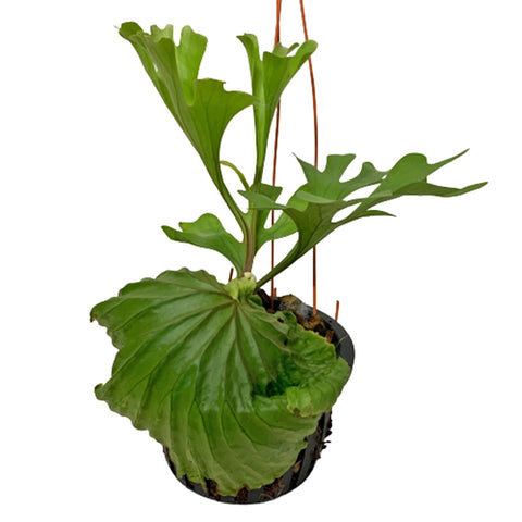 Platycerium Ridleyi (Staghorn Fern)