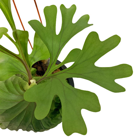 Platycerium Ridleyi (Staghorn Fern)